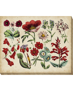 Antique Botanical Chart I | Canvas