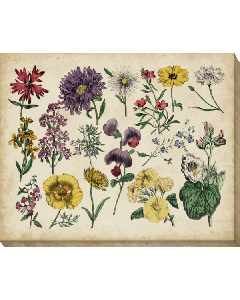 Antique Botanical Chart II | Canvas